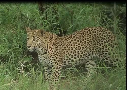 CLIP: “Bóng đen” khổng lồ giải cứu mẹ con báo hoa mai khỏi đàn linh cẩu