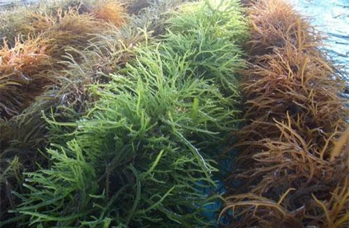 Khám phá loài rong sụn được ưa trồng ở Việt Nam