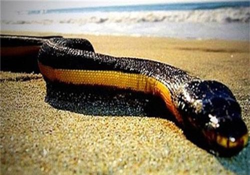 Giải mã tài nhịn uống nước cực đỉnh của rắn biển