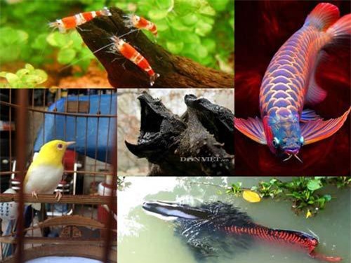 Thú chơi ngông của đại gia Việt: Săn "quái vật" làm thú cưng