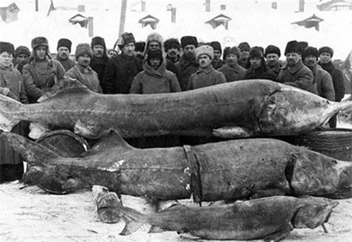 Bức ảnh lịch sử ngư dân ở khu vực sông Volga, Nga chụp ảnh bên những "thủy quái" mà họ đánh bắt được năm 1924.