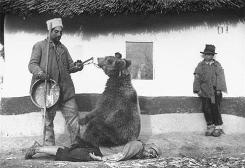Bức ảnh lịch sử cách đây hơn 70 năm khi người ta dùng gấu để chữa bệnh đau lưng ở Romania.