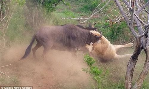 Linh dương đầu bò thoát thân ngoạn mục khỏi sư tử