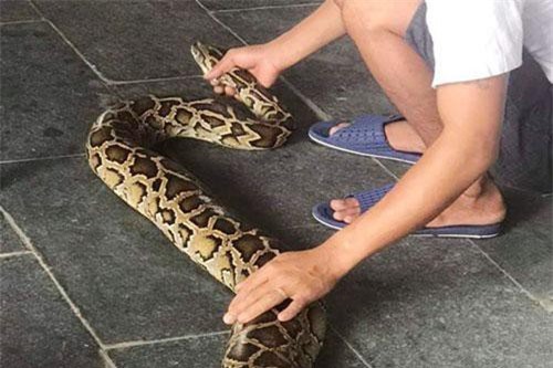 Phát hiện trăn gấm quý hiếm giữa trung tâm Đà Nẵng