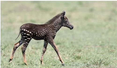 Phát hiện ngựa vằn đột biến gene có bộ lông… chấm bi siêu hiếm