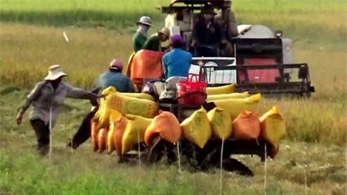 Sản xuất lúa, gạo: Ứng dụng công nghệ để bảo quản, chế biến vẫn là khâu yếu nhất