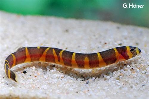 Bất ngờ loài cá ăn tạp cả chất thải, có ở Việt Nam