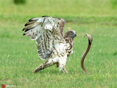 Hổ mang chúa "kiêu hãnh" chết thảm dưới vuốt chúa tể bầu trời