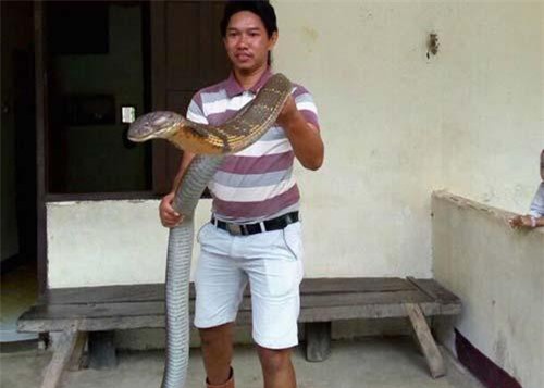 Rắn hổ mang chúa khổng lồ dài 5 mét ở Indonesia