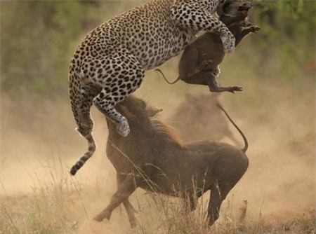 Lợn rừng tử chiến báo đốm để cứu con