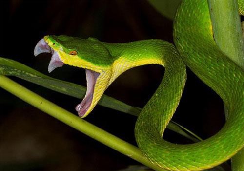 CLIP HOT (20/9): Những loài rắn độc có thể giết người trong tích tắc ở Việt Nam, ‘ná thở’ trước body của người mẫu xe hơi Thái Lan