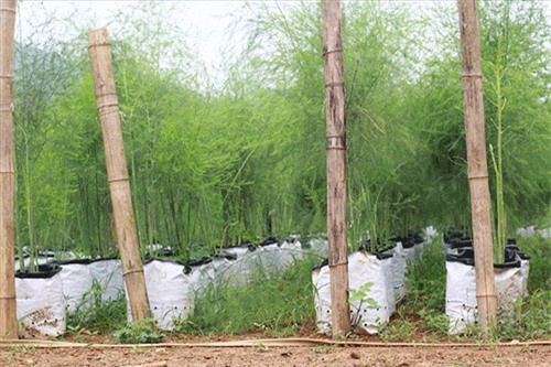 Bỏ nghề xây dựng về trồng măng tây