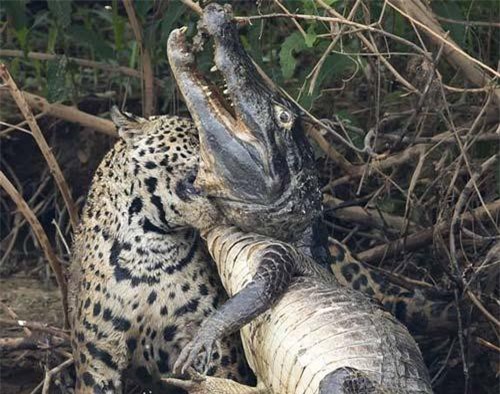 Báo xuống sông, cắn chết cá sấu "khủng" rồi lôi lên bờ