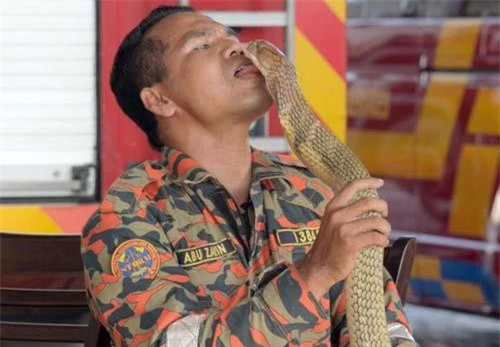 Abu Zarin Hussin, 33 tuổi, đã tử vong sau khi bị một con rắn hổ mang khổng lồ cắn.