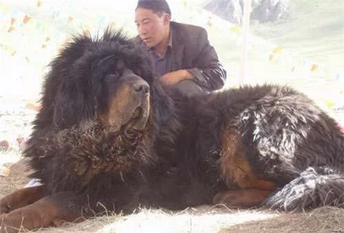 Ngao Tây Tạng có hình thể to lớn và đồ sộ như sư tử.