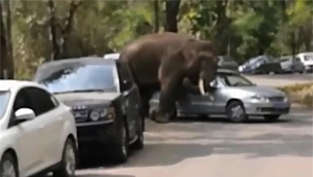 Voi đực thất tình tấn công hàng loạt ô tô - Hình 3 Voi duc that tinh tan cong hang loat o to-Hinh-3
