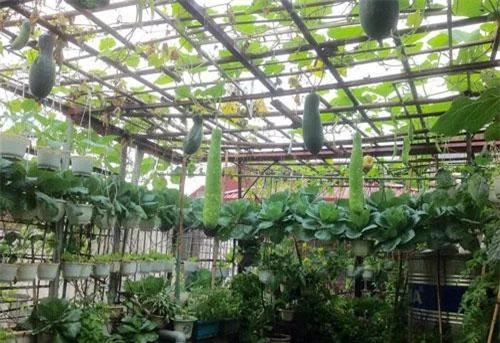 Bà Bùi Thị Nga – giáo viên về hưu ở (Thanh Xuân, Hà Nội) đang sở hữu vườn rau tươi tốt trên tầng thượng khiến nhiều người "ghen tị".