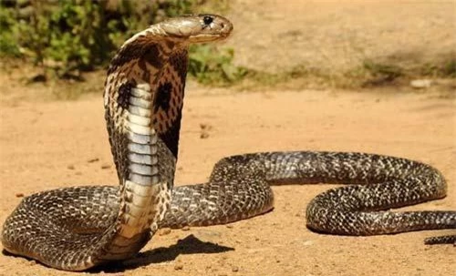 Hổ mang chúa là một trong những loài rắn độc nhất thế giới.
