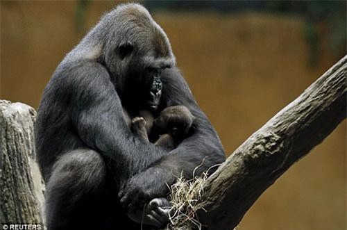Ảnh quý về tình mẫu tử của khỉ đột gây xúc động