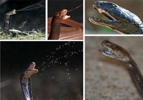 "Lật tẩy" bí quyết sau khả năng siêu đẳng của động vật