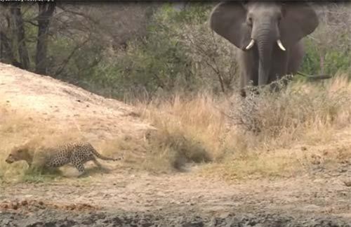 CLIP: Voi rừng “giải cứu” linh dương thoát khỏi báo hoa mai