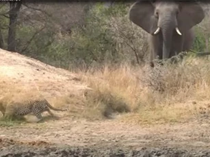 CLIP: Voi rừng “giải cứu” linh dương thoát khỏi báo hoa mai