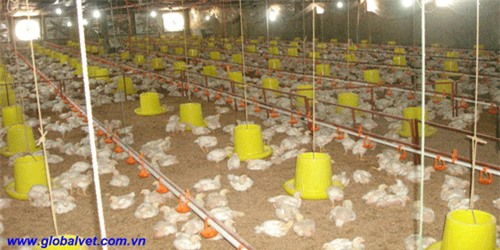 Mô hình nuôi gà giúp thành viên khởi nghiệp