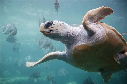 Rùa Quản Đồng có tên khoa học là Caretta caretta. Đây là một trong những loài rùa lớn nhất với chiều dài trung bình khoảng 1,8m khi trưởng thành hoàn toàn và trọng lượng từ 300kg - 400kg. Ảnh: wikipedia.