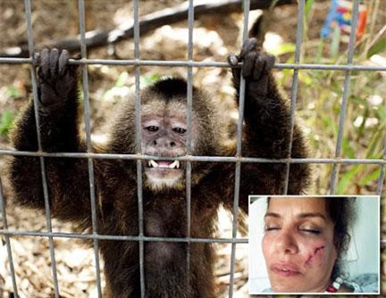 Những vụ khỉ tấn công người gây kinh hoàng nhất