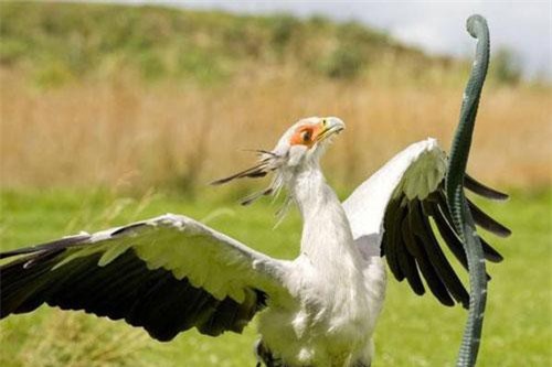 Loài chim lạ có cú đá có thể gây chết người