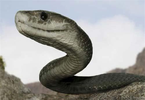 Thực hư về loài rắn khổng lồ ăn thịt người ở Indonesia - Tạp chí Doanh  nghiệp Việt Nam