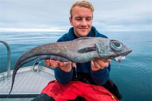 Bắt được sinh vật kỳ dị "đầu sư tử, đuôi rồng", họ hàng với cá mập niên đại 300 triệu năm