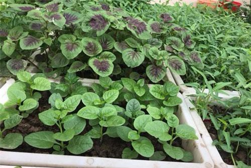 Vườn sân thượng xanh tươi đã mắt, 4 mùa ăn rau sạch của gia đình ở Hải Dương