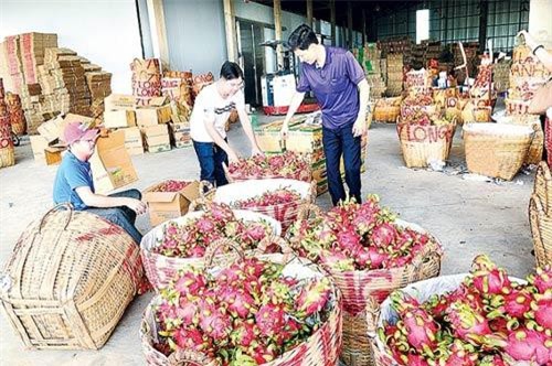 Xuất khẩu rau, quả sang Trung Quốc: Phải thay đổi từ tư duy