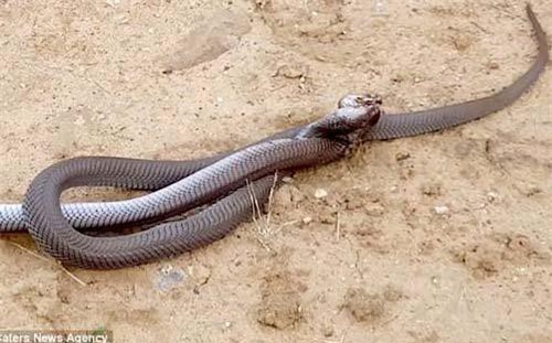 Hổ mang chúa ngoạm đầu nhau, quyết chiến bằng nhát cắn tử thần