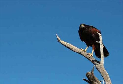 Những gián điệp động vật bí mật của CIA