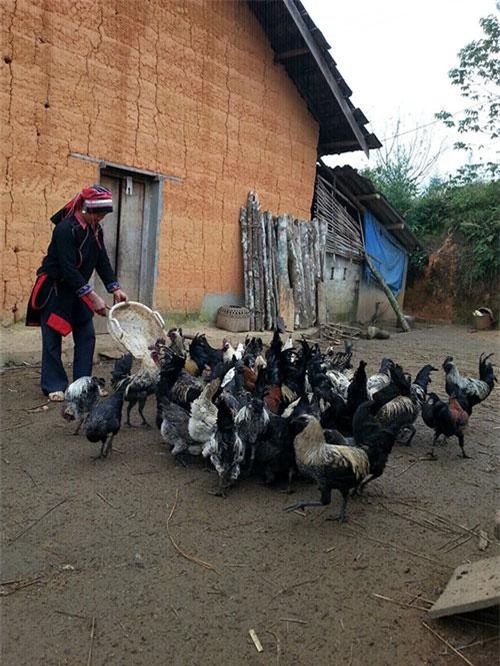 Gà xương đen quý hiếm của người Mông ở Mù Cang Chải