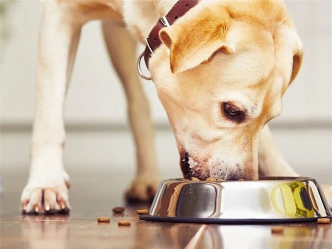 6. Theo luật bang Pennsylvania, người nuôi chó, mèo phải cho chúng ăn ít nhất mấy lần mỗi ngày? Theo luật Pennsylvania, chó và mèo phải được cho ăn ít nhất một lần mỗi ngày, trừ khi có chỉ dẫn của bác sĩ thú y. “Thức ăn không bị nhiễm bẩn, phải lành mạnh, ngon miệng, đủ số lượng và giá trị dinh dưỡng. Chó và mèo cũng cần được cho uống nước sạch ít nhất 3 lần/ngày”, luật quy định.