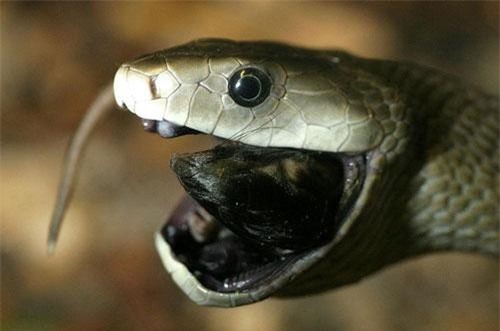 Mamba đen - rắn độc bậc nhất thế giới có biệt danh ‘nụ hôn thần chết’