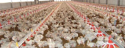 Đồng Nai: Rớt giá, thịt gà có giá bằng rau muống