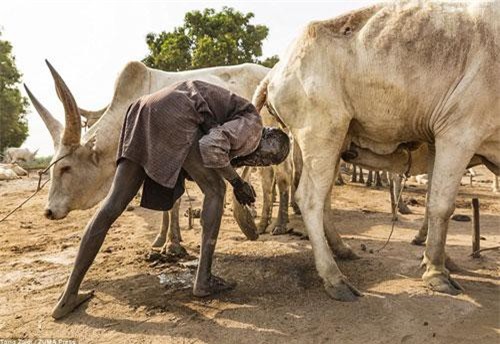 Bộ tộc gội đầu bằng nước tiểu bò, dùng phân làm thuốc