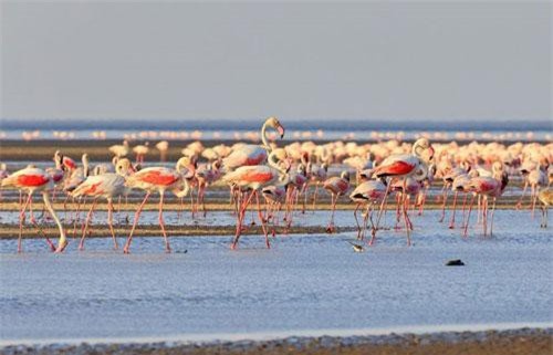 Hàng triệu hồng hạc lội giữa hồ nước hóa đá động vật