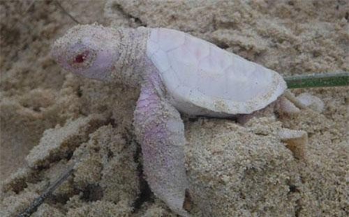 Hình ảnh đắt giá về loài rùa trắng quý hiếm