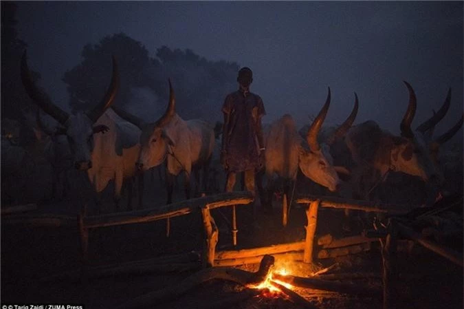 Chàng trai trẻ canh chừng bếp lửa và đàn bò suốt đêm. Những con bò là tài sản quý giá, dễ bị đánh cắp.