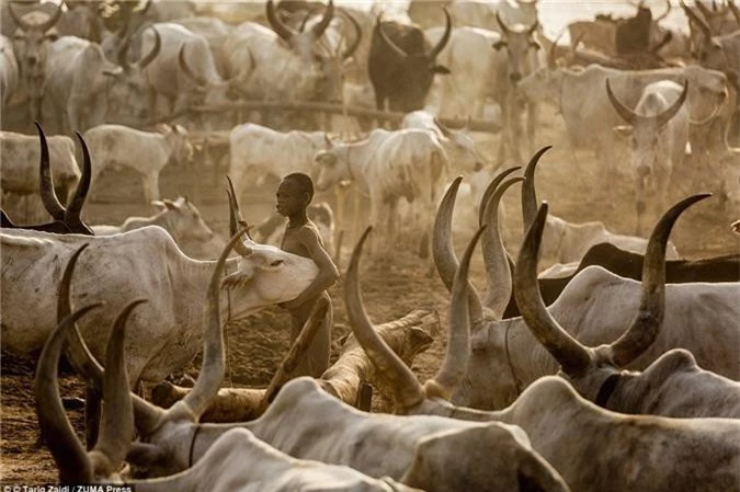 Một cậu bé ôm con bò Ankole-Watusi giữa khu trại. Loài vật màu trắng này được mệnh danh là "gia súc của vua chúa", với cặp sừng có thể dài tới 2,5 m.
