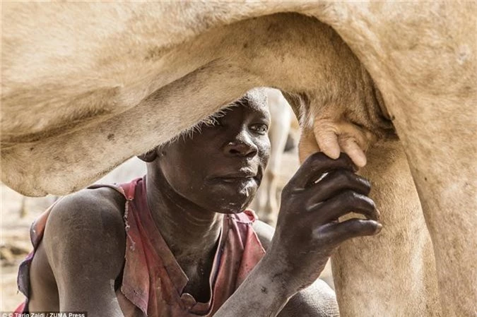 Một cậu bé người Mundari uống sữa thẳng từ con bò. Họ có dinh dưỡng, địa vị và nguồn sống đều nhờ loài gia súc này.