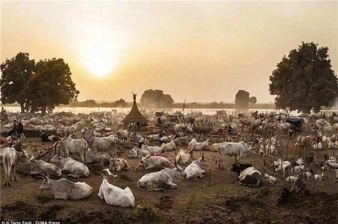 Khu định cư của người Mundari lúc chiều tối, khi đàn bò trở về. Mỗi con đều biết đường về với chủ nhân.