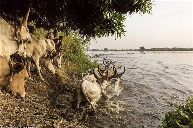 Người Mundari hướng đàn bò vượt qua sông Nile sang một hòn đảo, nơi chúng có thể gặm cỏ trong vài tháng tới.