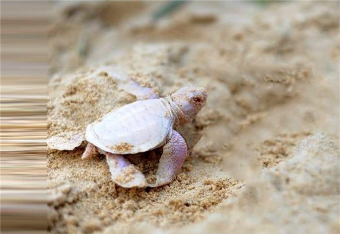 Chùm ảnh: Rùa sao Ấn Độ - loài rùa 'đẹp nhất thế giới' - Redsvn.net