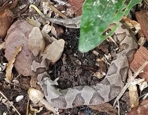Con rắn hai đầu được phát hiện trong một nhà dân ở bang Virginia, Mỹ.
